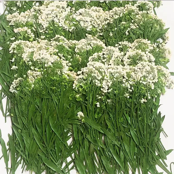 PMurcia-Fleur de Maritima séchée