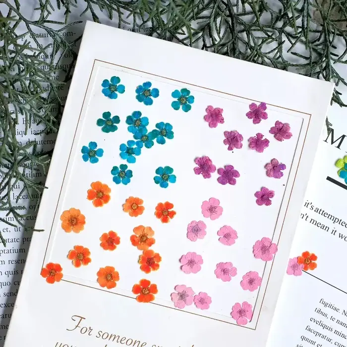 100 pièces, fleurs séchées pressées teintes Spiraea