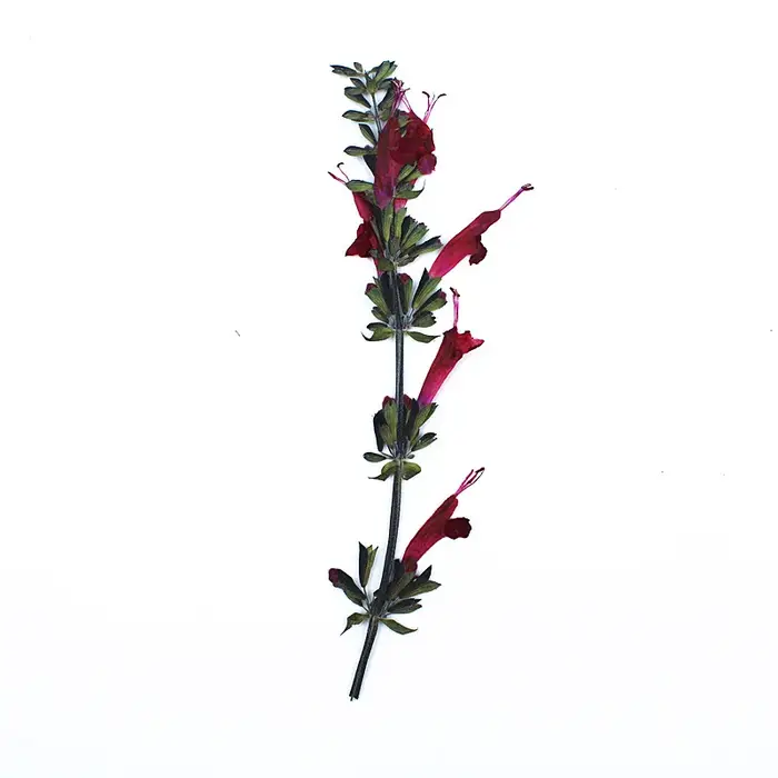 Fleur de Sauge Rouge vaccée en Relief
