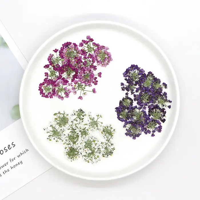 1,5-2,5 cm/12 pièces, Têtes de fleurs de boule de neige pressées naturelles, pour DIY floral authentique, cadre photo, marque-page, coque de téléphone