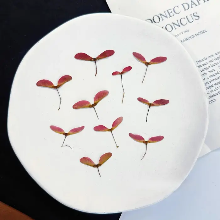 Kit de 12 fleurs de libellule pressées naturelles - Matériaux