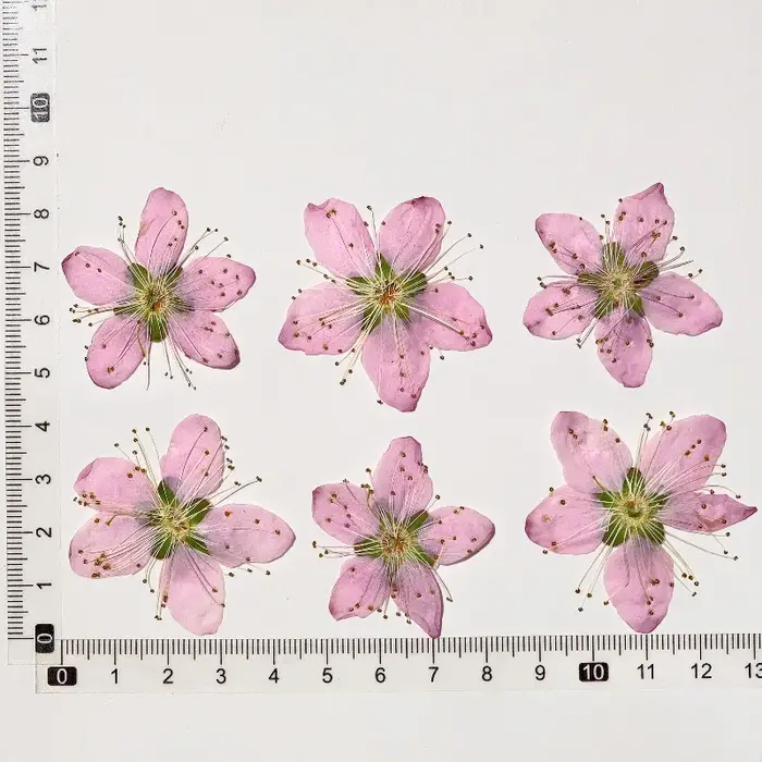 Fleurs séchées pressées de pêcher rose, 3-4 cm, 6 pièces, pour DIY, invitations, sceaux de cire, caf