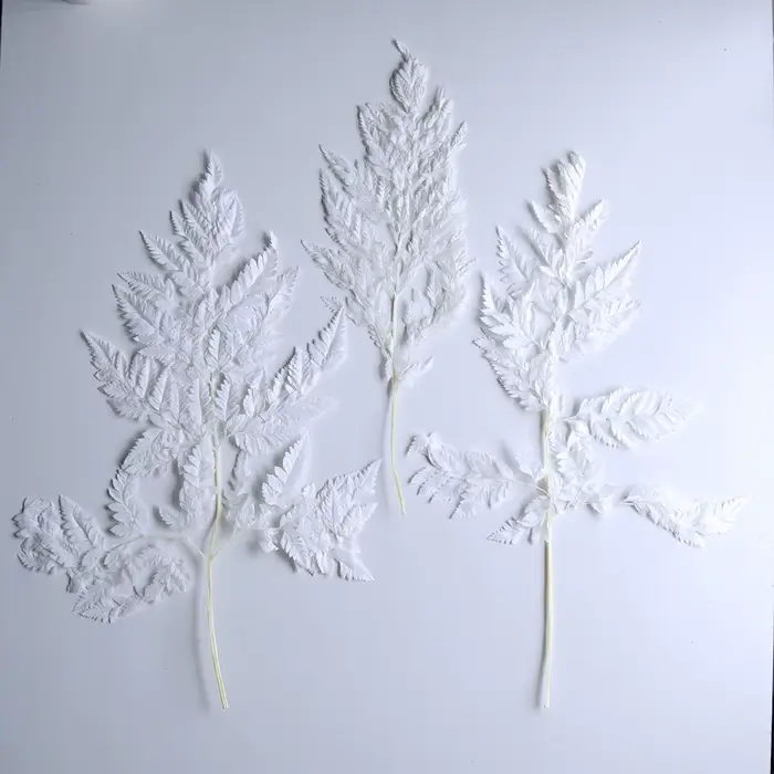 Feuille de fougère alpine