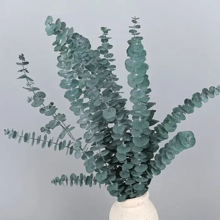 Feuilles d'eucalyptus éternelles pour la décoration intérieure