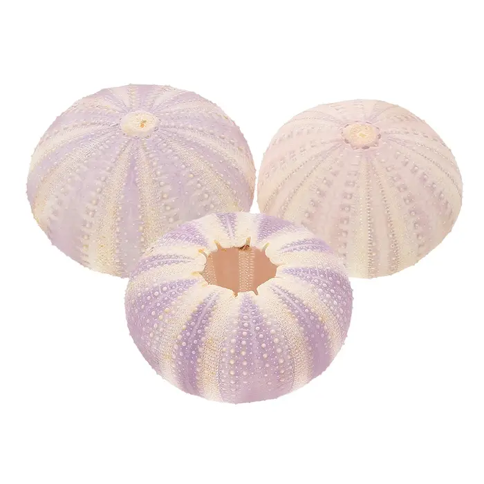 Coquille d'orchin séchée naturelle, 3 pièces, petit support de plantation Unique, Pot de plantation 