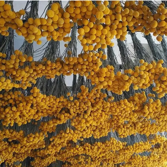 Bouquet de fleurs séchées naturelles Craspedia jaunes