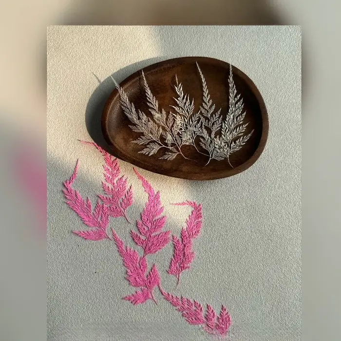 12 pièces, Véritables feuilles de Sphenomeris Chinensis séchées et pressées