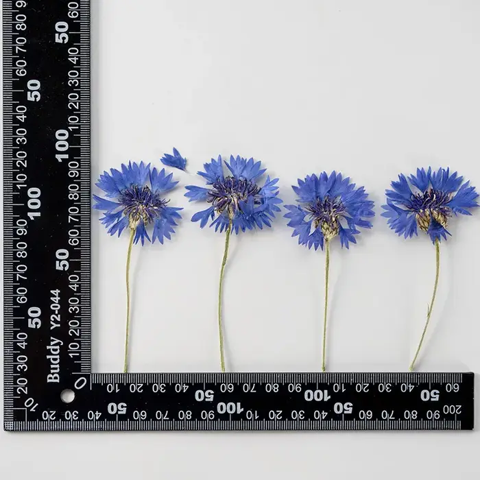 12 pièces, Branches de bleuet séchées, fleurs pressées véritables, marque-pages pour loisirs créatif
