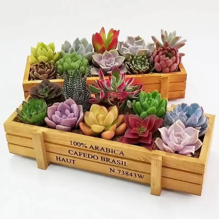 Jardinière en bois rustique pour plantes succulentes