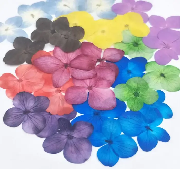 60X pressé séché absorbant hortensia Macrophylla plantes à fleurs herbier pour bijoux coque de télép