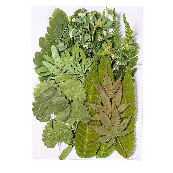 40ja Plante feuilles séchées pressées