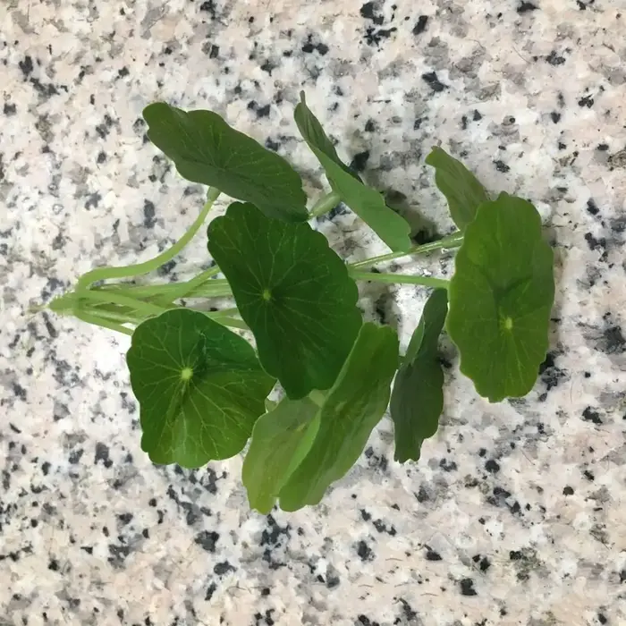 Plantes Artificielles de Simulation de Petit Cuir oral elu Annie, Argent, Faux Cuir oral elu, Décor de Vase Hydroponique, Poisson Précieux, DIY