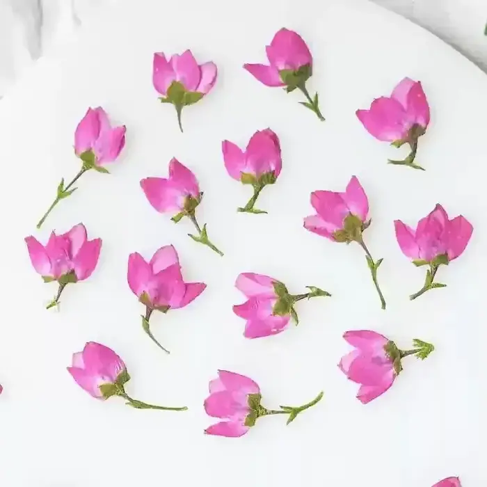 100 mini-fleurs séchées pressées roses d'Aidia canthioïde pour herbarium