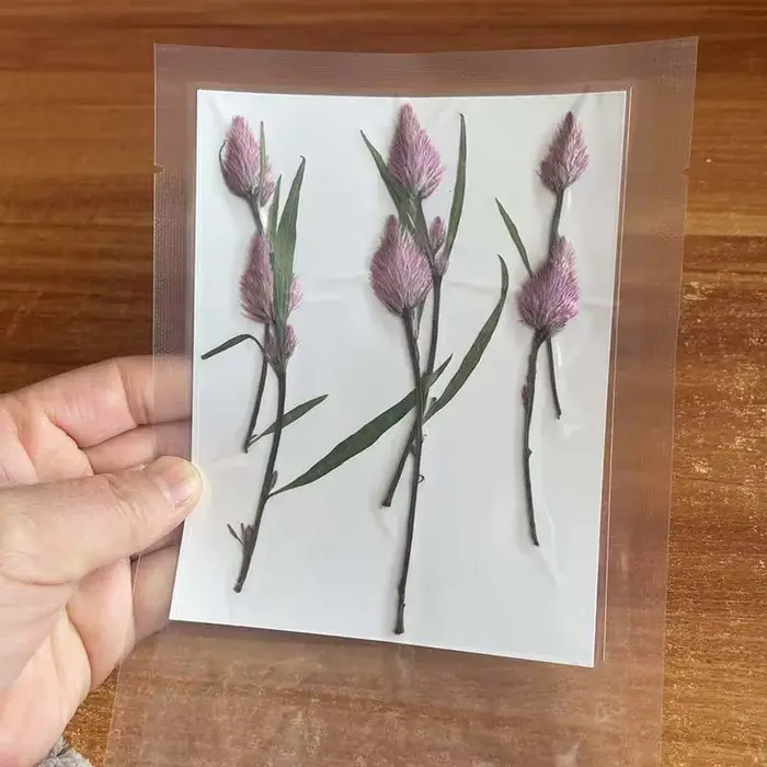 Branches de fleurs de célosia pressées séchées naturelles