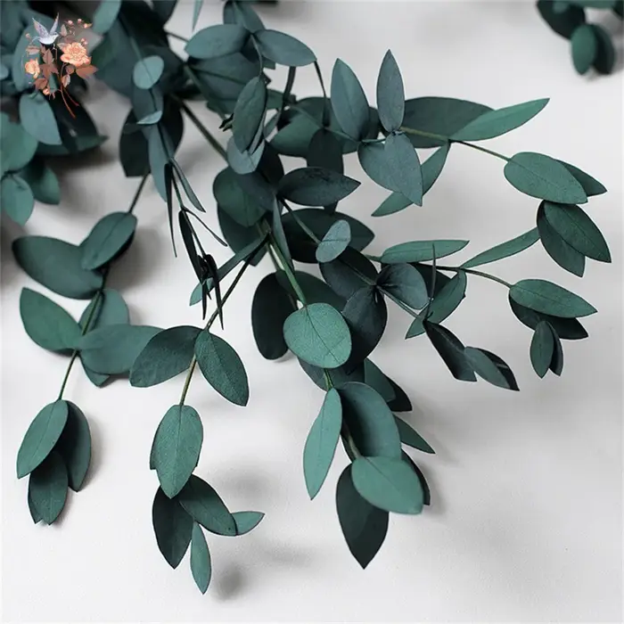 Bouquet de feuilles d'eucalyptus naturelles