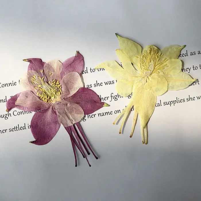 Pétales de fleurs de columbine naturelles