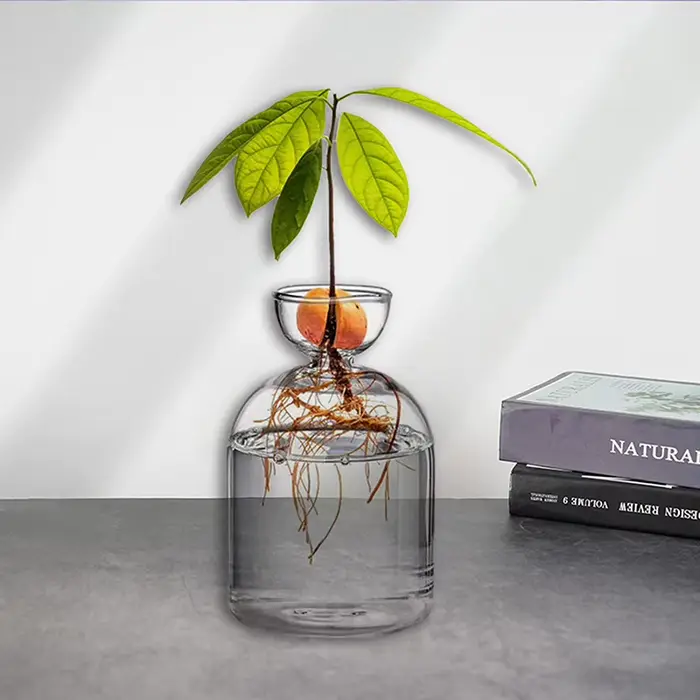Vase hydroponique transparent en verre pour semis d'avocat