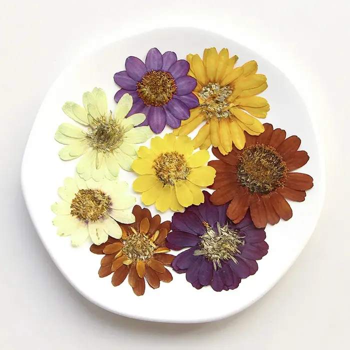 Kit d'art de fleurs pressées réelles