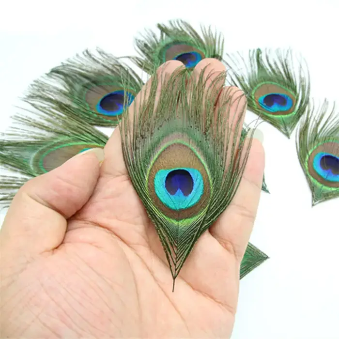 Plumes de paon naturelles