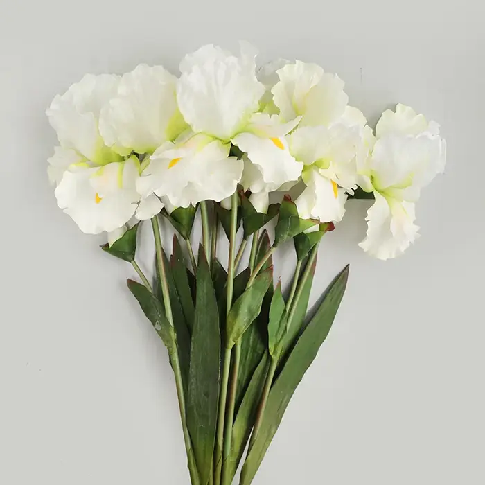 Fleurs injirlandaises Alice Iris