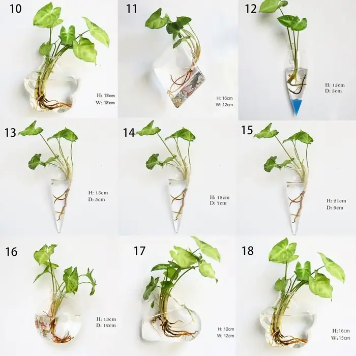Plantes hydroponiques purifient la maison