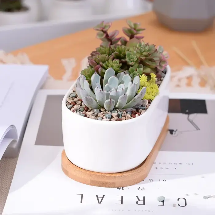 Pot de jardinière succulente blanche en céramique de forme ovale avec plateau en bambou