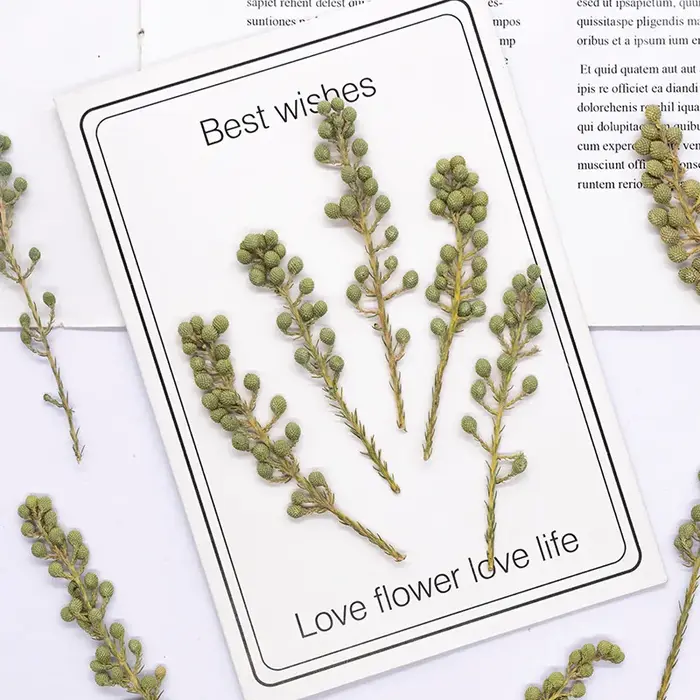 12 pièces, fleurs de corail vert naturel séchées et pressées
