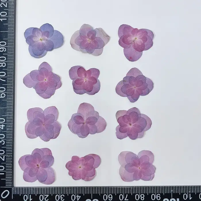 2-4cm/12 pièces, Fleurs d'hortensia pressées à double pétales, fleurs séchées pour DIY, colle goutte