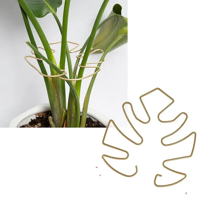 Piquets pour plantes Monstera