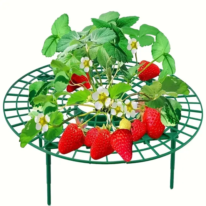 Support de plantation de fraises vertes
