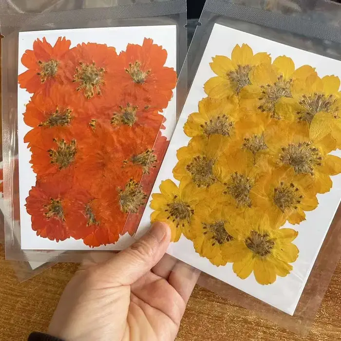 Têtes de fleurs de Cosmos Sulphureus séchées et pressées
