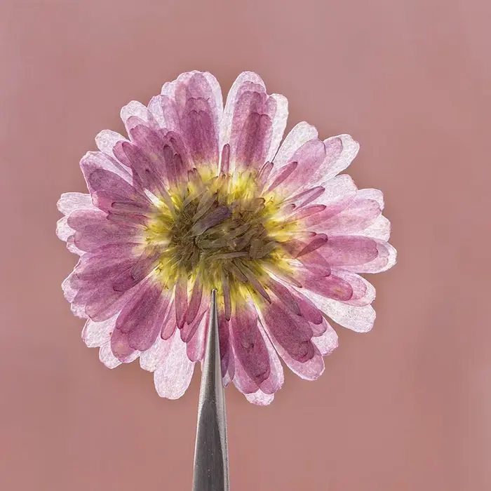 12 pièces, fleurs séchées pressées à double pétale de marguerite