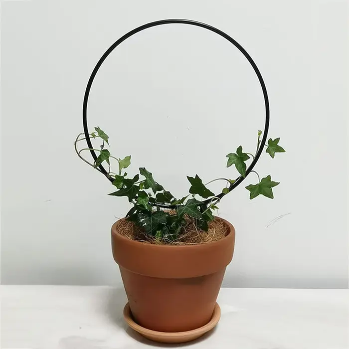 Support de plante grimpante en fer pour plantes grimpantes