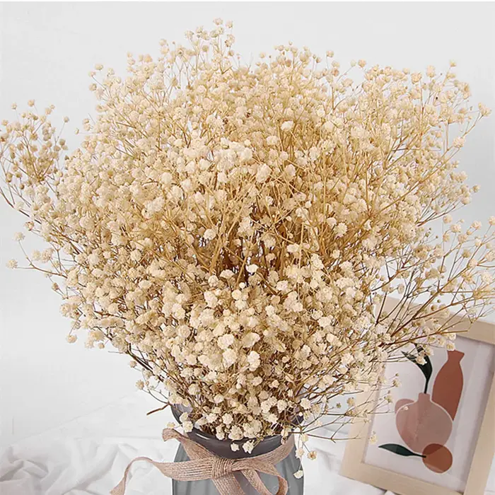 Bouquet de fleurs de gypsophile séchées naturelles