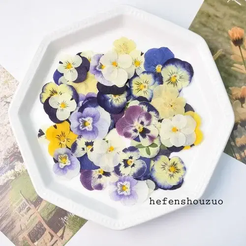 50 pièces/2-4 cm, pétale de fleur de pensée pressé