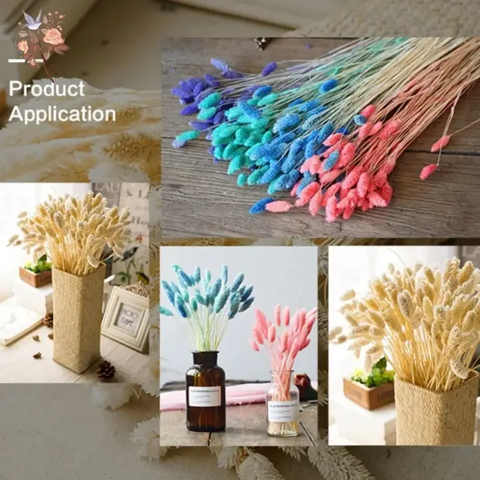 50 pièces fleurs séchées naturelles gemme herbe Phalaris plante maison salon décoration préservée bijoux
