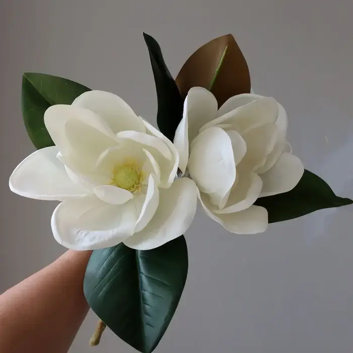 Grande fleur de magnolia blanc de haute qualité