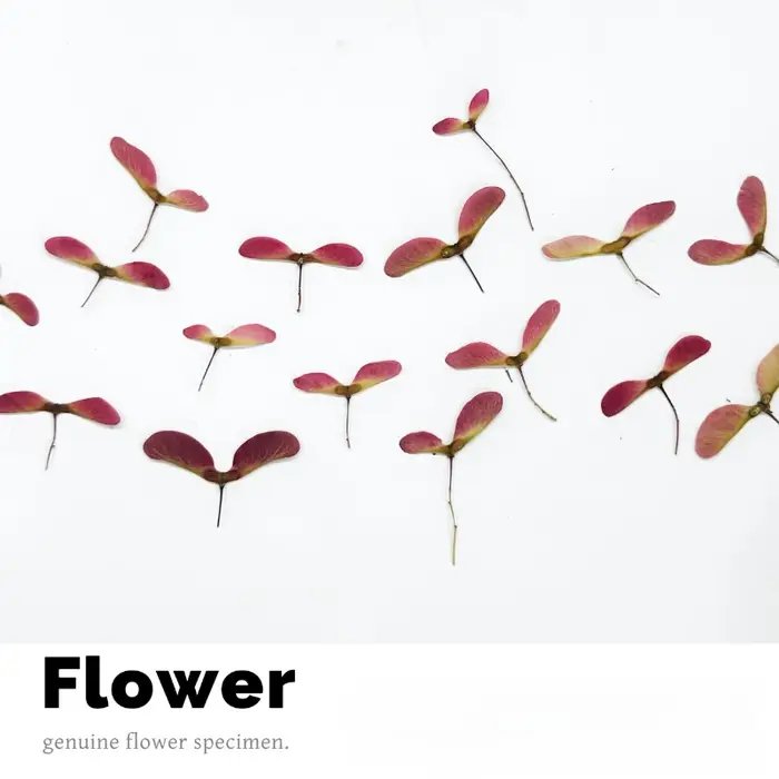 Kit de 12 fleurs de libellule pressées naturelles - Matériaux