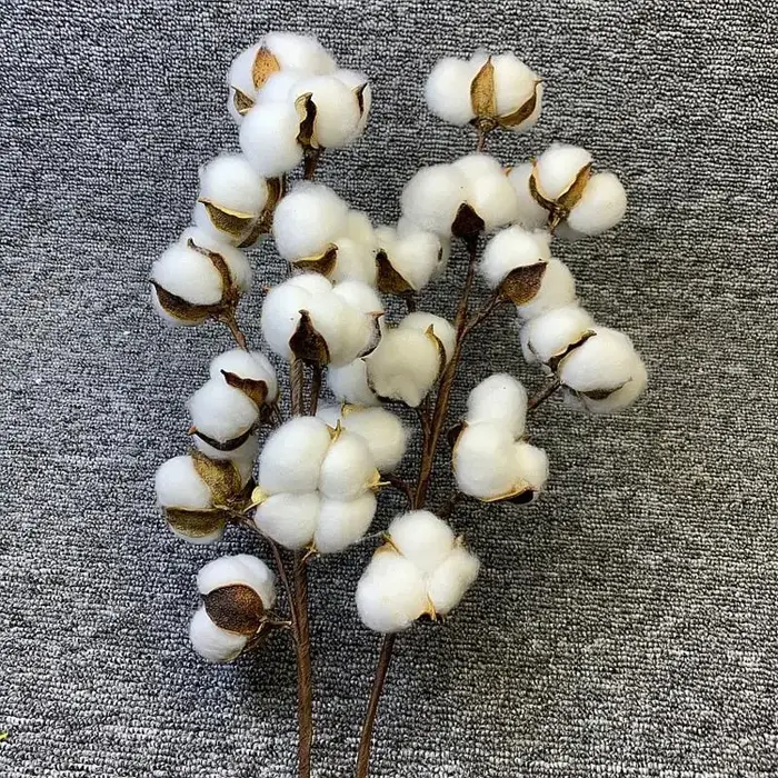 Fleurs artificielles en coton séché