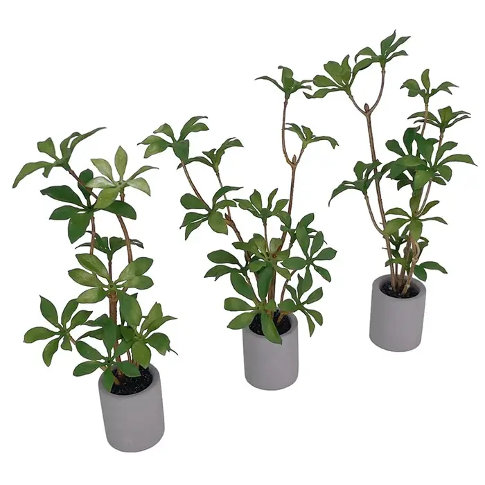 Plante en pot l'inventaire pour maison de courses