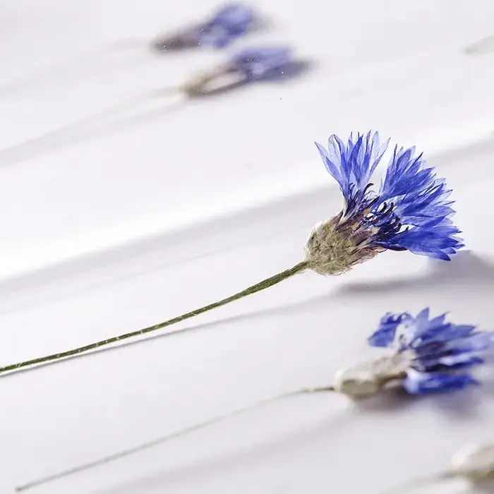 Fleurs de maïs bleues naturelles séchées PMurcia avec tournesols