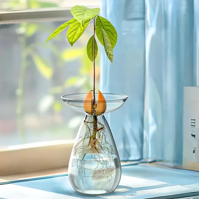 Vase hydroponique en verre Transparent coloré d'avocat, Vase de démarrage de graines d'avocat, Kit de culture de graines de plantes, amoureux du jardinage, décoration de la maison