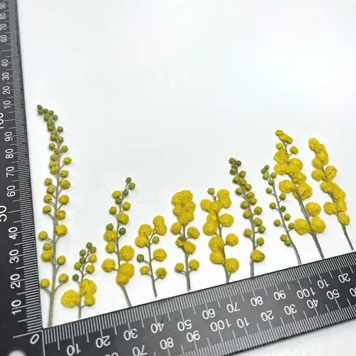 3-10cm/24pcs, Fleurs séchées en acacia gaufré, pour cadre photo DIY, marque-page, lampe de bureau, c