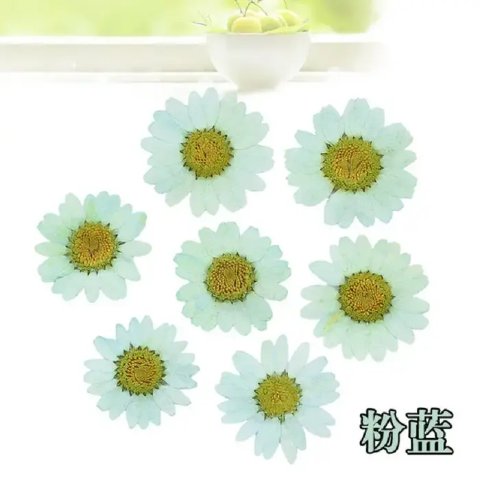 120 pièces de fleurs de marguerite séchées pressées pour la fabrication de pendentifs en résine époxy