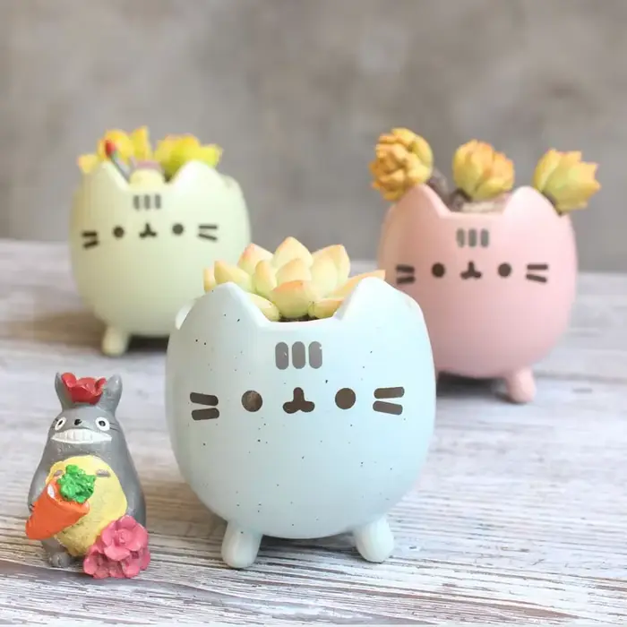 Pot de plantes succulentes avec trou