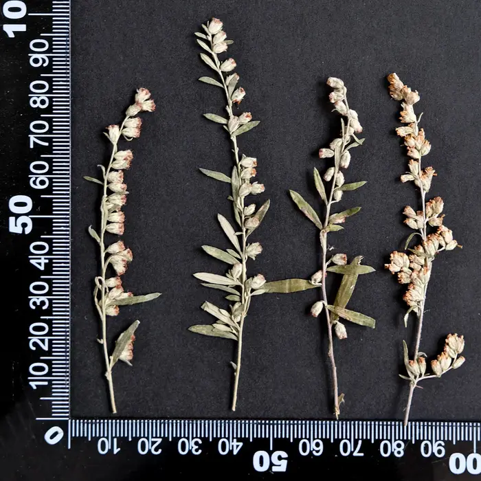 12 pièces, fleurs pressées séchées Artemisia naturelles, matériaux de bricolage pour plantes, cadre 