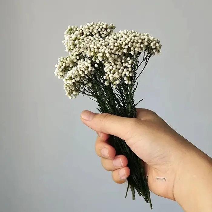 Fleurs de riz séchées naturelles