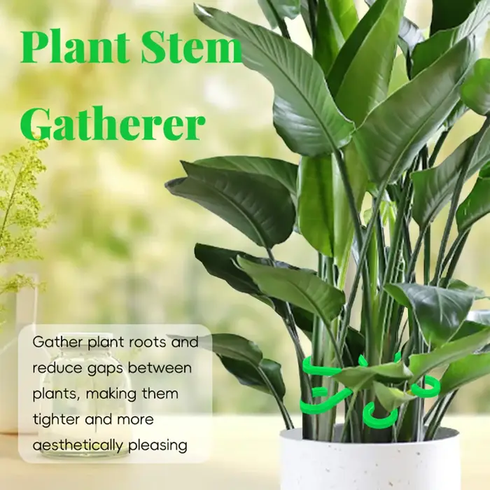 4 supports de tiges de plantes grimpantes