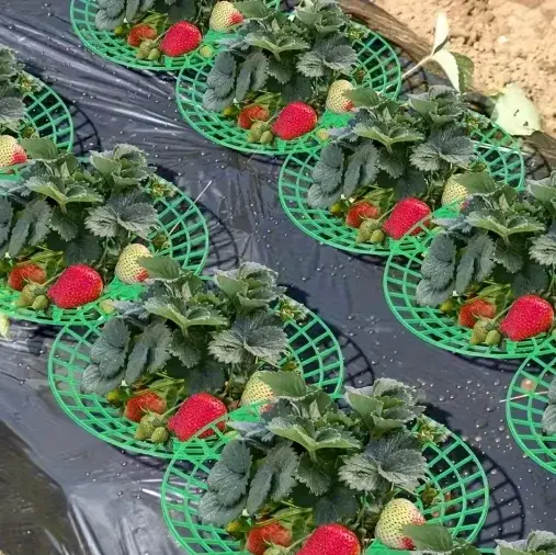 Supports pour plantes de fraises