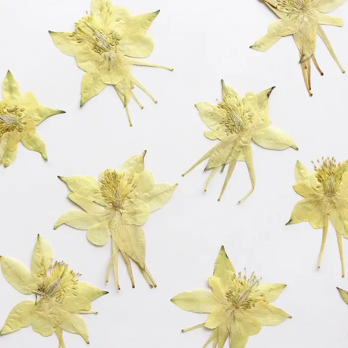 Pétales de fleurs de columbine naturelles